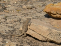 Leopard Lizard